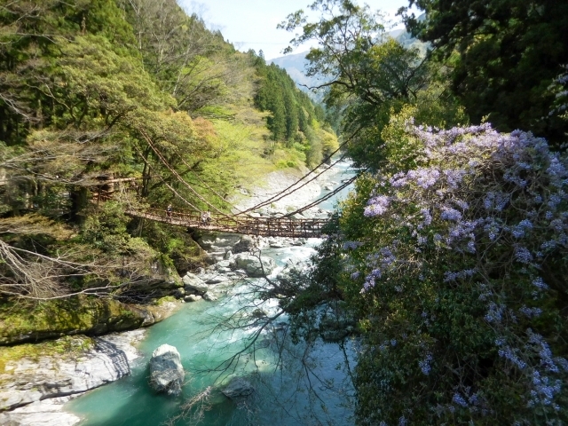 祖谷のかずら橋の画像