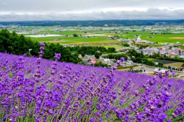 富良野のラベンダーの画像