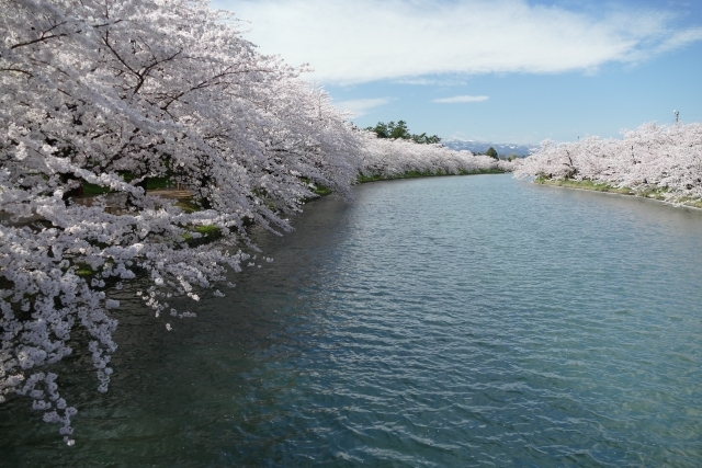 弘前公園の画像