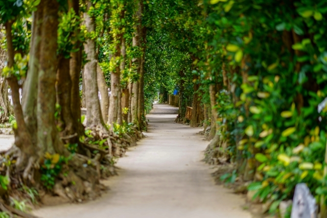 備瀬のフクギ並木の画像