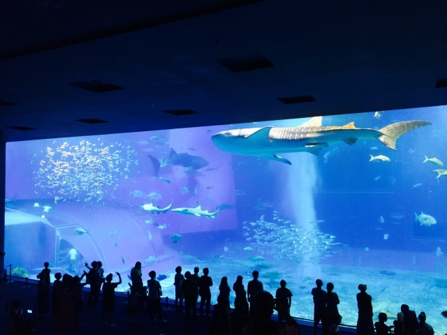 沖縄美ら海水族館の画像