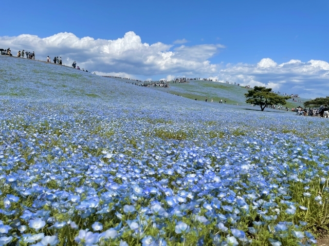 国営ひたち海浜公園の画像