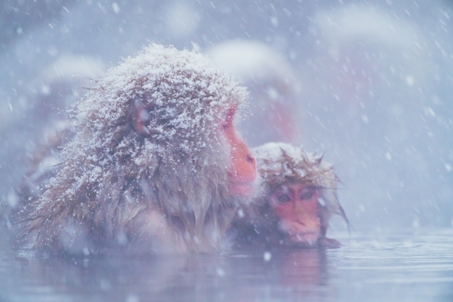 地獄谷野猿公苑の画像