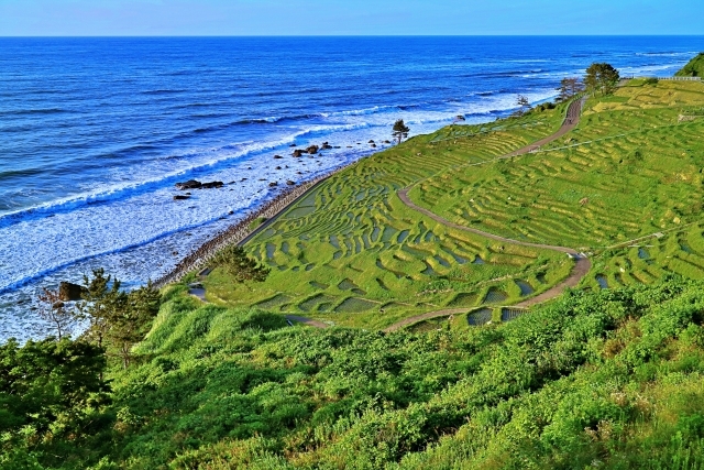 白米の千枚田の画像