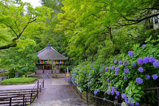 長谷寺（長谷観音）の画像