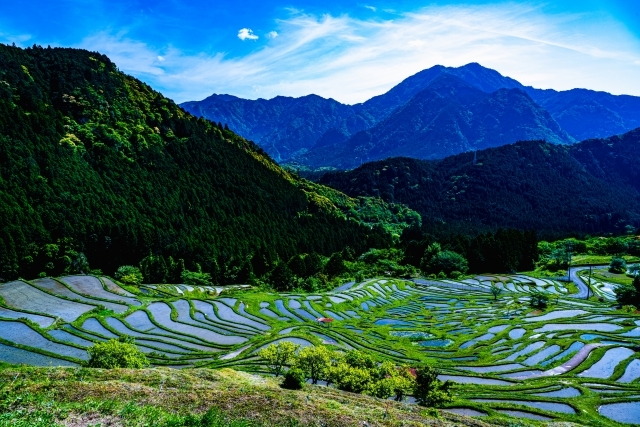 丸山千枚田の画像