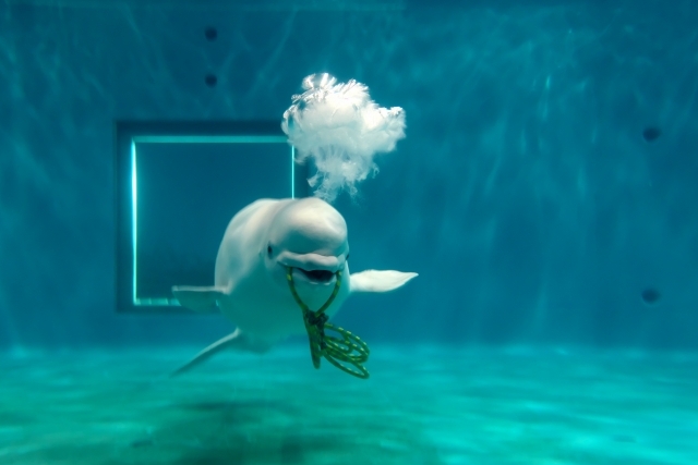 しまね海洋館アクアスの画像