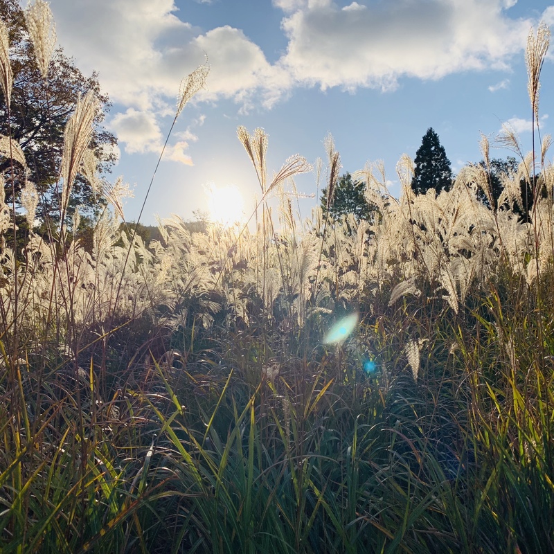 桜が舞い散るような和風オーケストラ 著作権フリー音源 音楽素材 Mp3 Wav Audiostock オーディオストック