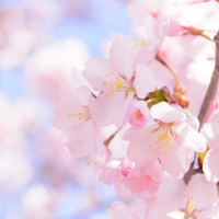 springのイメージ
