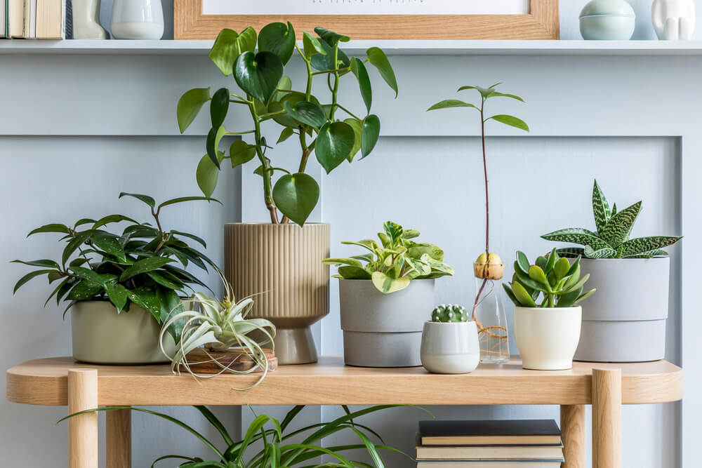 インテリアとして飾られる観葉植物