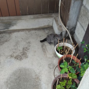 ファジー子猫！