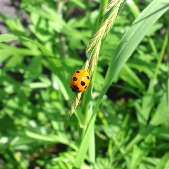 てんとう虫を発見しました。