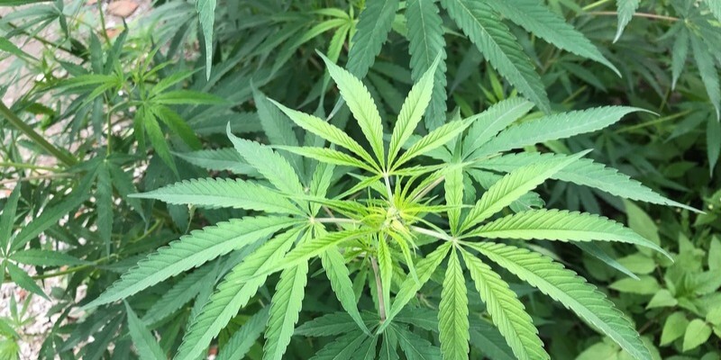 大麻で逮捕され得る行為と刑罰|逮捕後の流れや刑事処分の傾向を解説