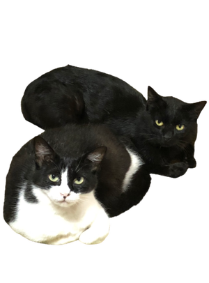 サンプル印刷画像