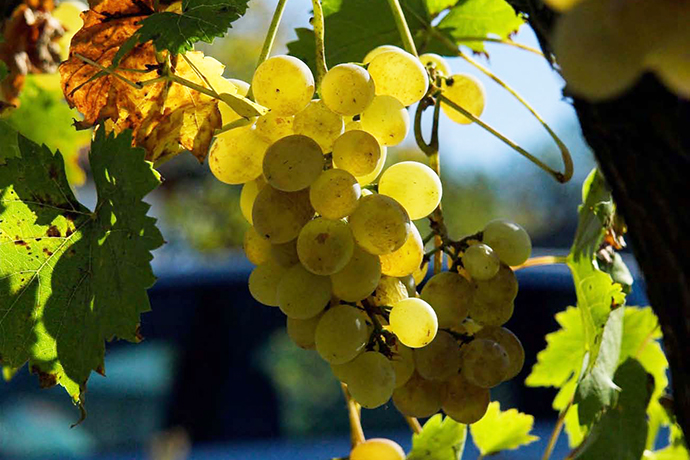 ワイン 用 ブドウ