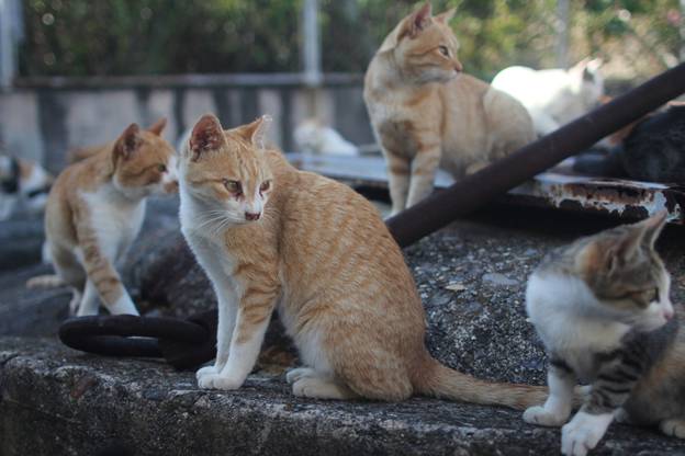 Japanese Cat in Tashirojima