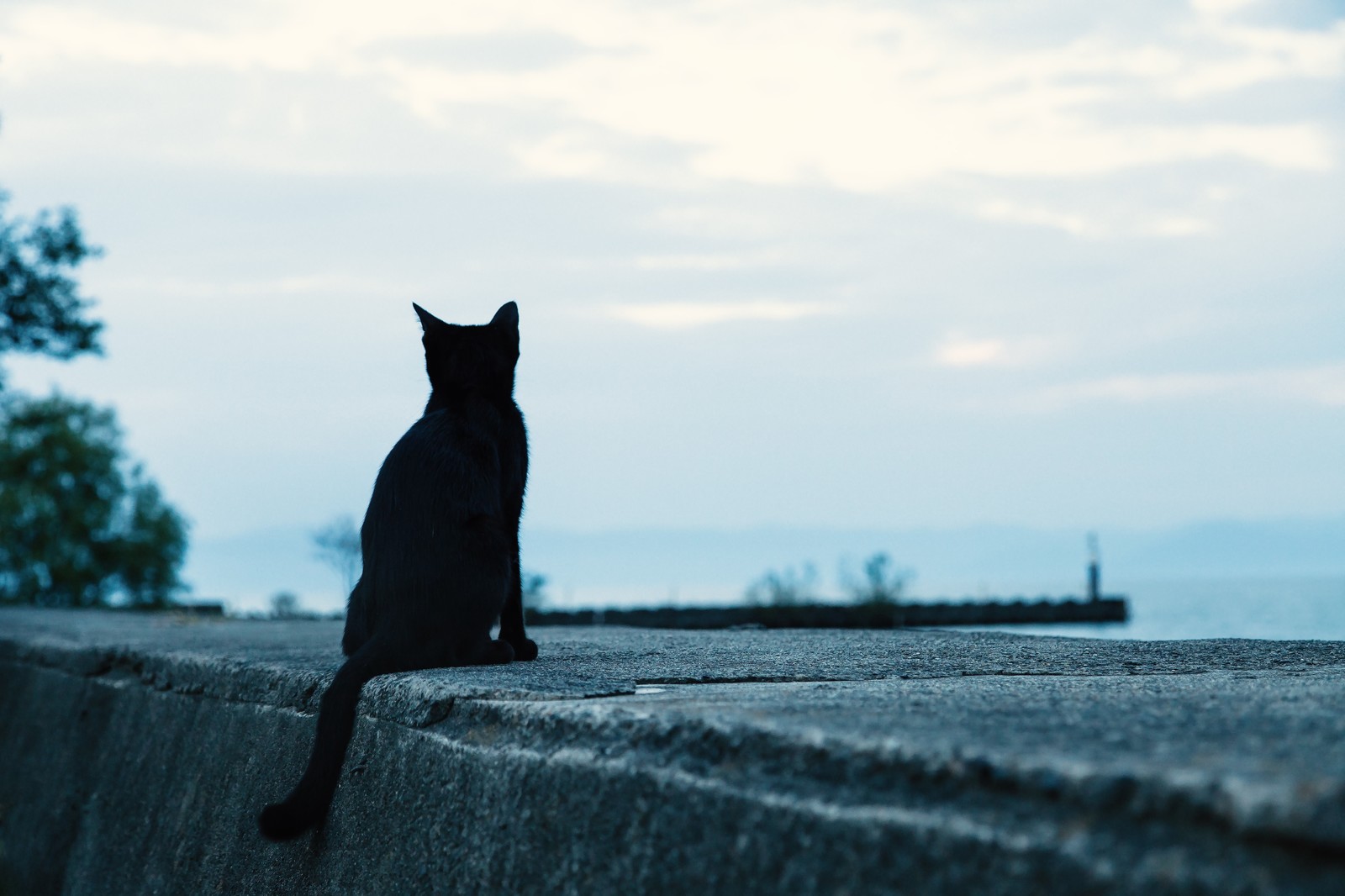 Japanese Cat Island