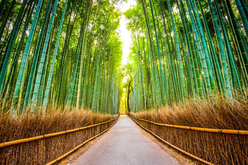 The Famous Bamboo Forests in Japan | YABAI - The Modern, Vibrant Face