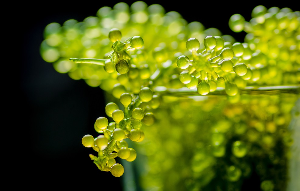 The Exotic Sea Grapes of Japan YABAI The Modern, Vibrant Face of Japan