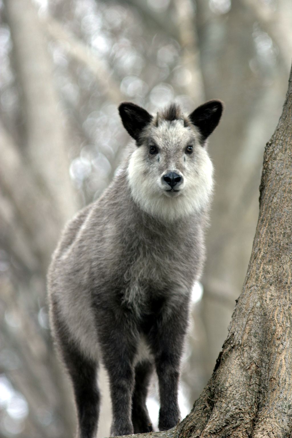 About The Japanese Serow YABAI The Modern Vibrant Face Of Japan
