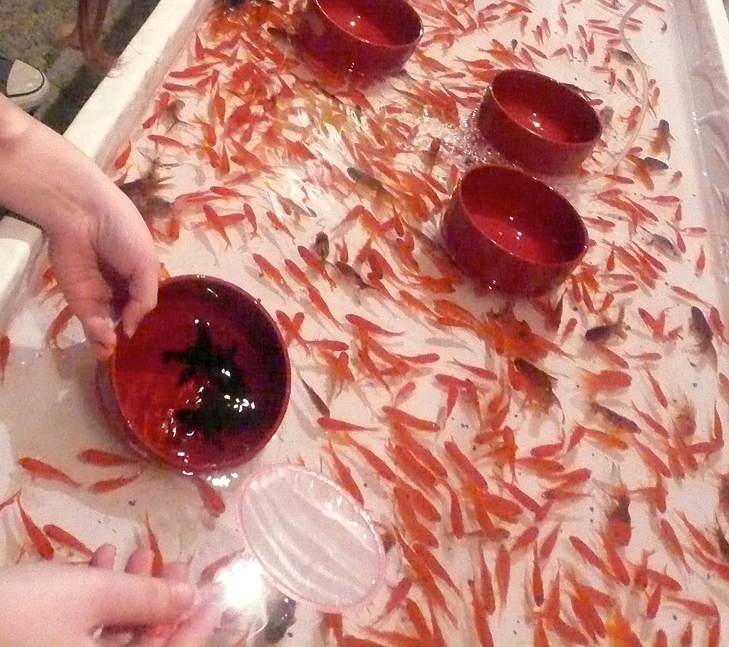 Goldfish, goldfish scooping, summer, summer - Stock