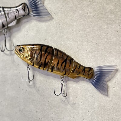 JOINTED CLAW RATCHET144【おすずゴールドタイガー】 | MUNIBELL