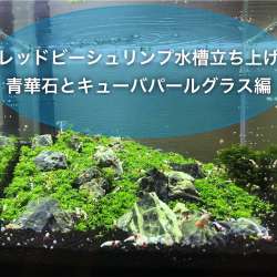 たなごgo ブログ ブログサークル