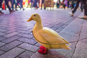 20161211_akiba-shuzai-147