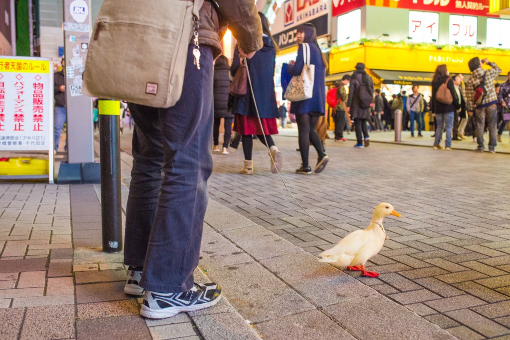 20161211_akiba-shuzai-148