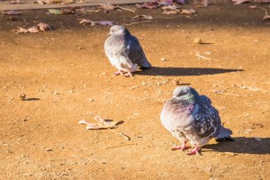 20170115_SPOT-tera-44