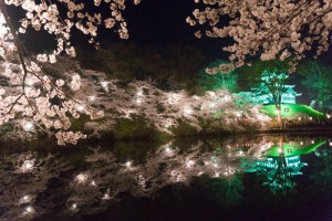 niigata-takada-sakura
