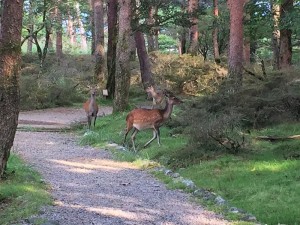 IMG_7211