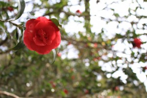 IMG_6061