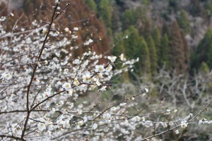 IMG_6049
