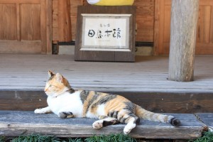 IMG_5960