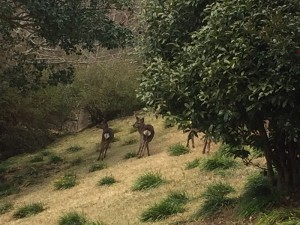 IMG_8284