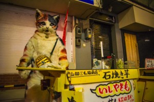 20170312_neko-yakiimo-31