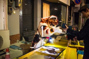 20170312_neko-yakiimo-11