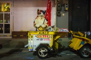 20170312_neko-yakiimo-17