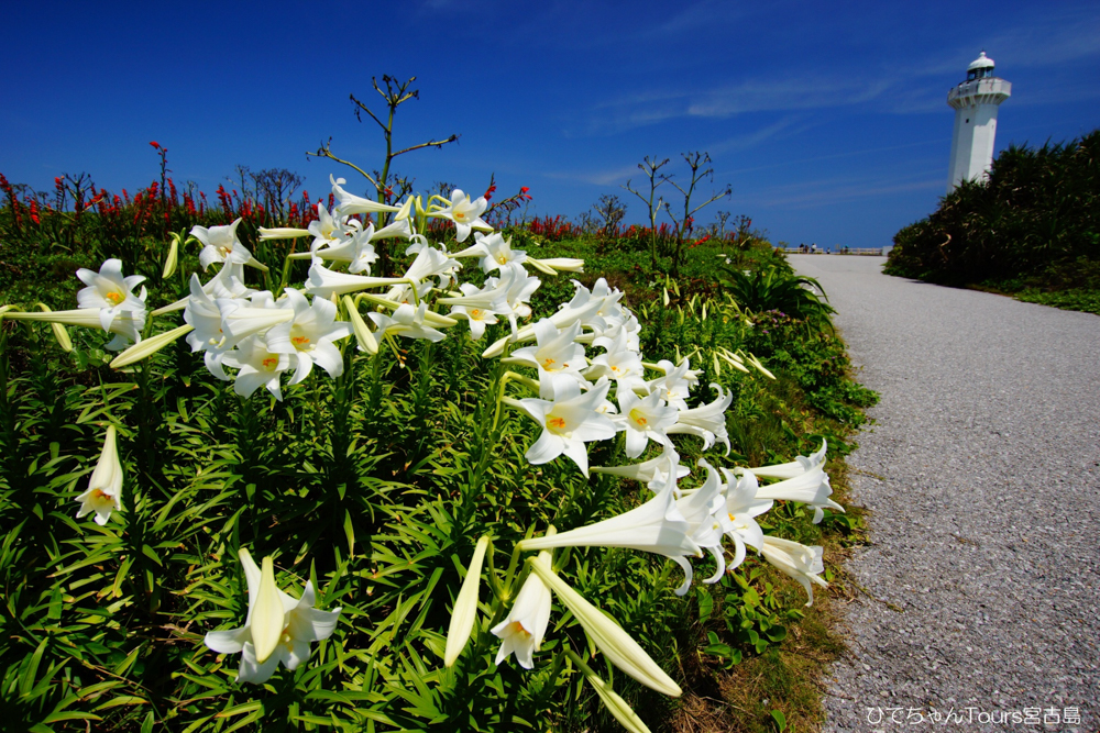 spot-miyakojima-rurico24