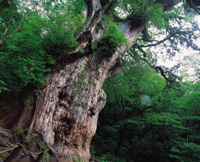写真協力:公益社団法人 鹿児島県観光連盟