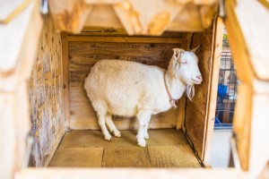 shibuya_yagi-cafe-11