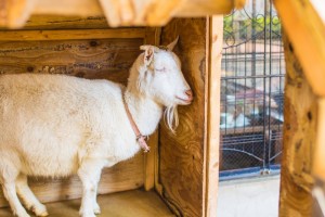 shibuya_yagi-cafe-12