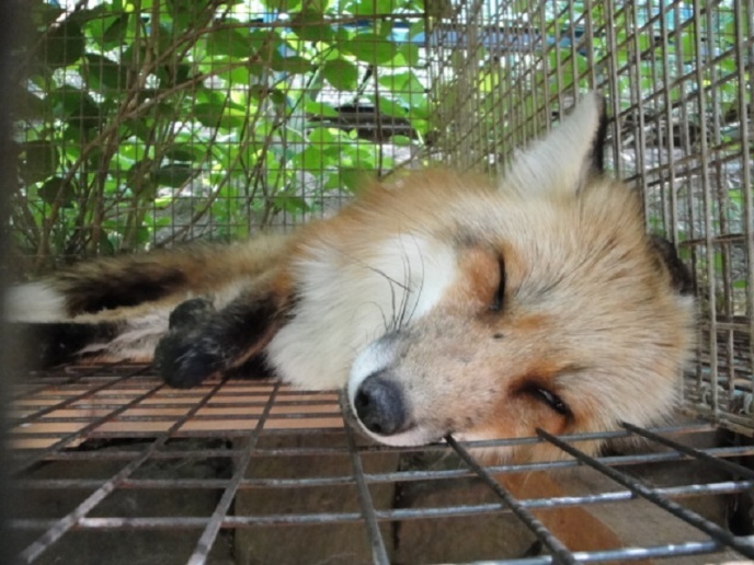 【宮城県】可愛すぎる子ギツネを抱っこ！？歴史の街、白石蔵王の観光スポットを遊びつくす！