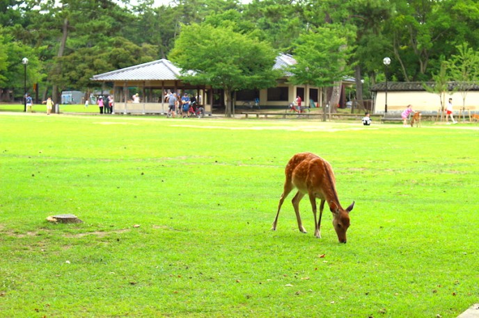 奈良公園