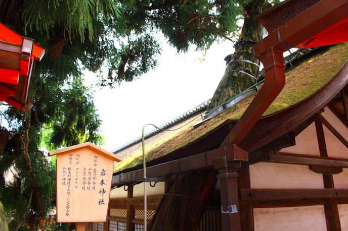 木を残すために屋根に穴を開けてあります