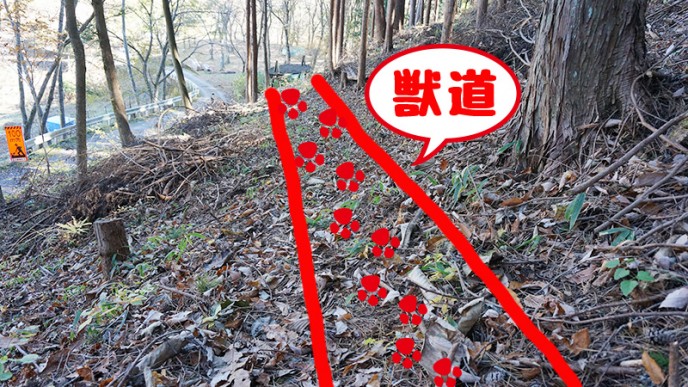 ここに獣道があります