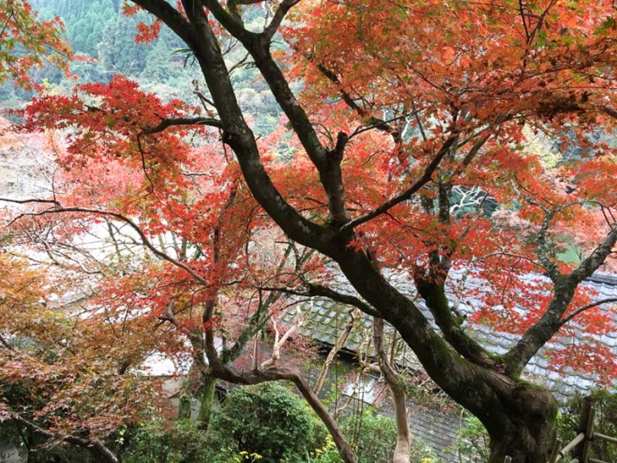 提供:みどり荘