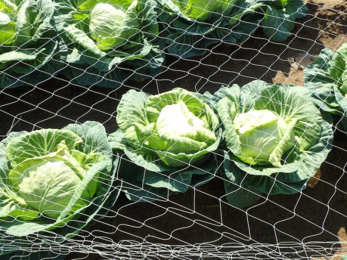 そういえば今年の1月〜2月は野菜の値段が高騰してましたね……
