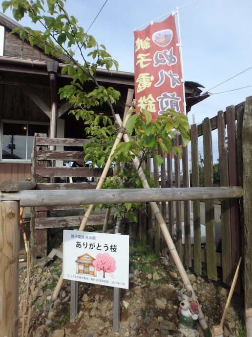 桜の植木も「ありがとう」